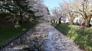 「花いかだ」も見ることができた