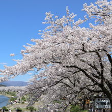 桧木内川堤の桜