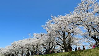 ピンクのトンネルが美しい