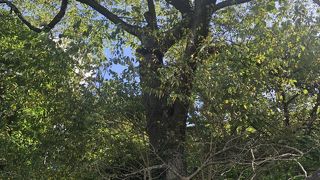 10月は緑の葉が生い茂っています