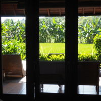 緑が眩しい田んぼビュー