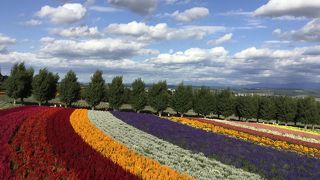 ダイナミックな 花畑