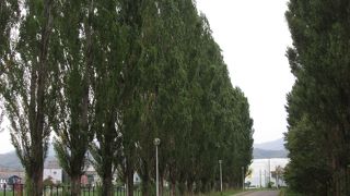 既に北大ポプラ並木以上に立派です