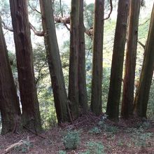 ９本あるけど「７本杉」