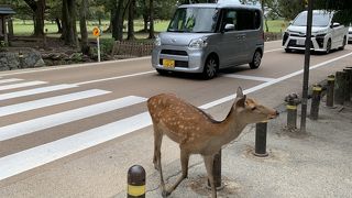 奈良公園は春と秋が気持ち良い