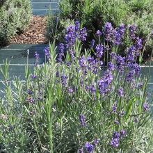 ラベンダーを見ました