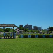 江戸川沿いで心地いい菖蒲園