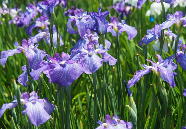 50,000本の花菖蒲が咲き誇る