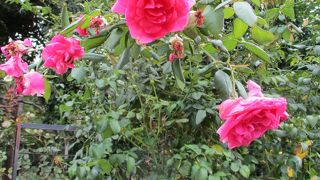 秋のローズウィーク