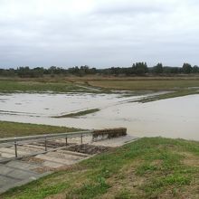 水が引きつつあるコスモス畑