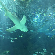 大人も楽しい水族館