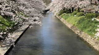 富山県 お花見