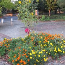 お花も咲いています