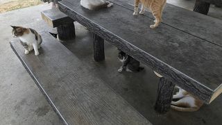 もはや猫島です。