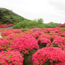 丸いつつじも