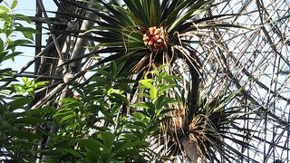 小笠原は遠いけど熱帯植物館で擬似体験