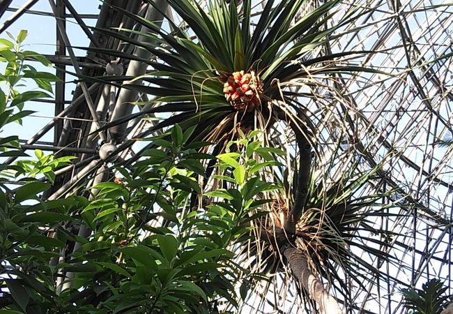 東京都夢の島熱帯植物館 クチコミ アクセス 営業時間 有明 新木場 フォートラベル