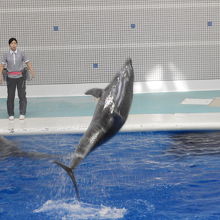 館内のイルカのショー