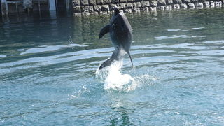 イルカのショーのひとつは外で。