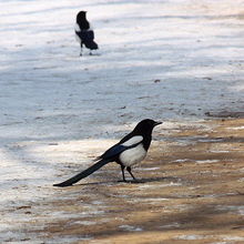 仁政殿の近くで見たカササギ