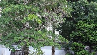 第26代総理大臣・田中義一生誕地