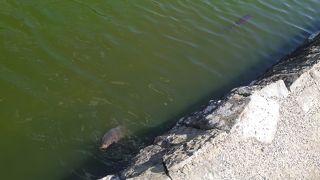 お城のまわりに広がる。