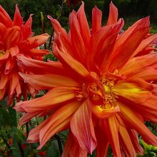 ダリヤの開花状況 2019年10月5日 ほぼ全品種が開花 By Hn11 黒川ダリヤ園のクチコミ フォートラベル ダリヤの開花状況 2019年10月5日 ほぼ全品種が開花 By Hn11 黒川ダリヤ園のクチコミ フォートラベル