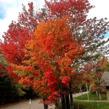 2019年美しく紅葉した木も。