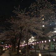 夜のお花見