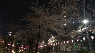 夜のお花見