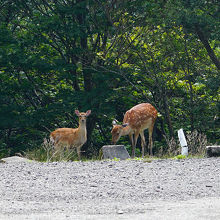 途中の駐車場で見つけた鹿