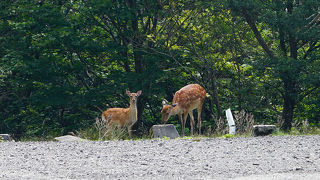 伊吹山9合目まで一気にドライブ