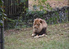 ブロンクス動物園 (国際野生生物保護公園)