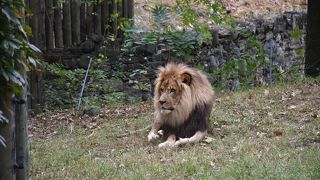 ブロンクス動物園 (国際野生生物保護公園)