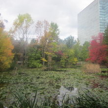 秋の道庁赤れんが前の景観の一例