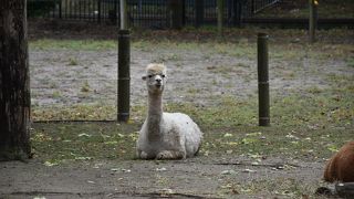 クイーン動物園