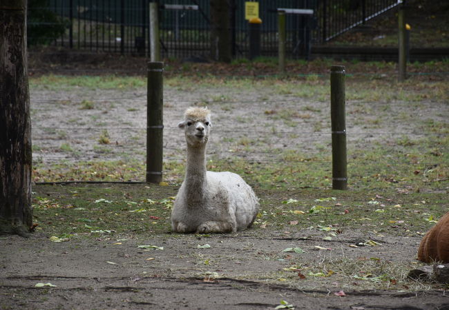 クイーン動物園