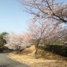 きれいに咲いた桜の様子