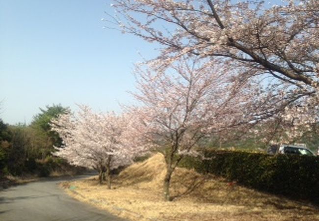きれいに桜が咲いていました