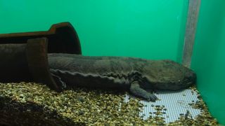 赤目四十八滝の入り口。サンショウウオだけを展示しているのは珍しいかも