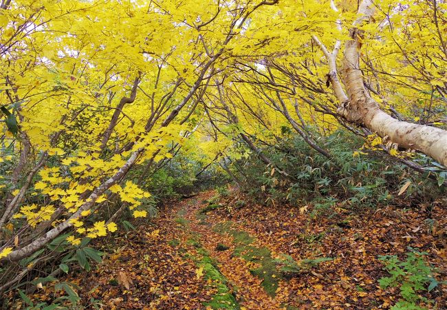 東北大学八甲田山植物実験所