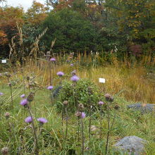 10月でもアザミ類などが咲いている