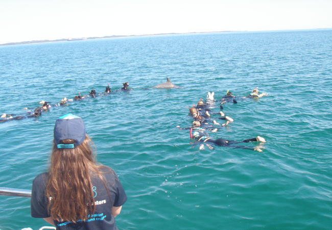 イルカを水中で観れる