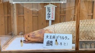 巨大熱帯魚がいます