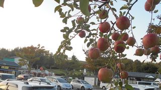 国道7号線の青森市と弘前市の間、敷地内にもリンゴが実る