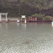 イカ寄せの浜の隣の神社