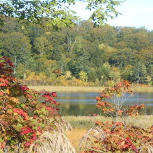 沼というが結構大きい。紅葉が映える。