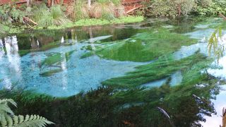 ハムラナ スプリングス森林公園