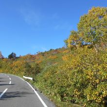 秋にはダケカンバなどの黄葉がきれい
