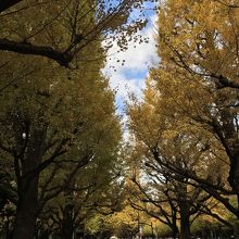 紅葉の時期の明治神宮外苑